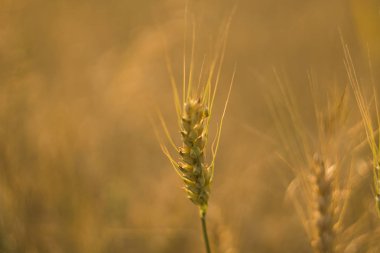 Tarlada sarı buğday kulakları. Olgun kulaklı buğday. Tarım. Doğal ürün..