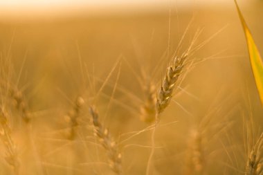 Tarlada sarı buğday kulakları. Olgun kulaklı buğday. Tarım. Doğal ürün.