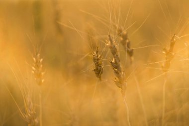Tarlada sarı buğday kulakları. Olgun kulaklı buğday. Tarım. Doğal ürün..