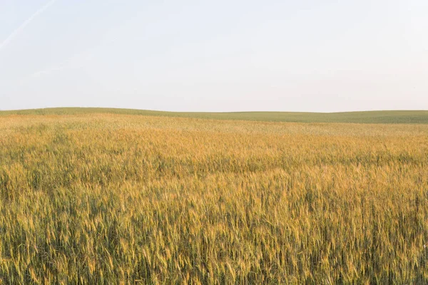 フィールドに黄色と緑の若い小麦の穂。耳小麦を熟成します。農業であります。天然物. — ストック写真
