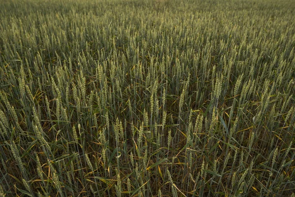 Junge grüne Weizenähren auf einem schönen Feld mit Abendhimmel. Reife Ähren Weizen. Landwirtschaft. Naturprodukt. — Stockfoto