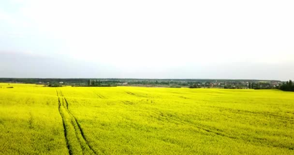 Eindeloze koolzaad veld fron de vogel-oog mening. Verkrachting veld. Geel koolzaad velden en blauwe hemel met wolken bij zonnig weer. Landbouw. — Stockvideo