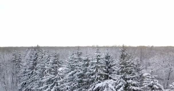 Vista aérea sobre un bosque cubierto de nieve. Volar sobre el bosque de abetos y pinos nevados congelados. Bosque grueso en la temporada de invierno. bosque onífero en invierno . — Vídeos de Stock