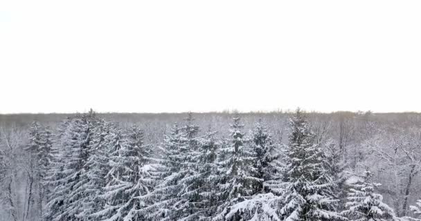 在积雪覆盖的雪森林上空鸟瞰图。飞越冰冻的雪杉树和松树林。冬季茂密的森林。oniferous 森林冬天. — 图库视频影像