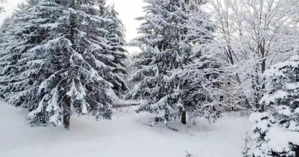 Aerial view over a snowy forest covered with snow. Fly over frozen snowy fir and pine trees forest. Thick forest in the winter season. oniferous forest in winter. — Stock Video