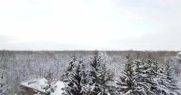 Bosbouw. Besneeuwde bomen en tak in een uitzicht op het bos van de winter. Winterlandschap, bos, bomen bedekt met vorst, sneeuw. Kerstboom bedekt met een sneeuw. — Stockvideo