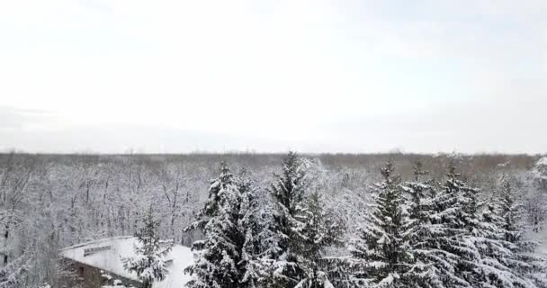 Florestal. Árvores nevadas e galho em uma visão da floresta de inverno. Paisagem de inverno, floresta, árvores cobertas de geada, neve. Árvore de Natal coberta de neve . — Vídeo de Stock