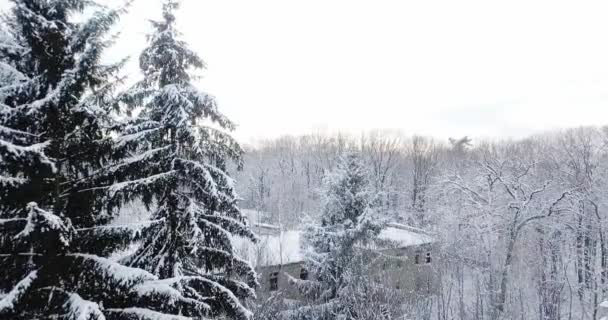 Вид с воздуха на заснеженный лес, покрытый снегом. Летайте над замерзшей снежной пихтой и сосновым лесом. Толстый лес в зимний сезон. луковой лес зимой . — стоковое видео