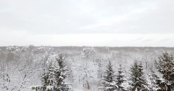 눈 덮인 숲을 통해 공중 보기는 눈으로 덮여. 얼어붙은 눈 전나무와 소나무 나무 숲 비행. 겨울에 두꺼운 숲입니다. 겨울에 있는 oniferous 숲. — 비디오