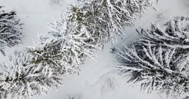 Karlı bir orman içinde havadan görünümü karla kaplı. Donmuş karlı köknar ve çam ağaçları orman uçmak. Kış sezonu kalın ormanda. oniferous ormanında kış. — Stok video