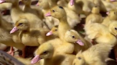 Sarı ördek net satışa adil bir metal bir kutuda. Kuluçka makinesi ducklings Satılık. Tarım. Tarım.