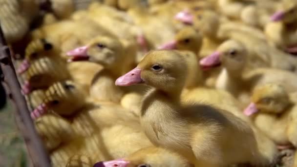 Yellow duck in a box from metal net for sale on a fair. Incubator ducklings for sale. Agriculture. Farming. — Stock Video