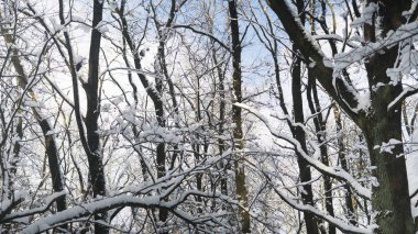 Güzel kış orman bir ağaçları ile beyaz bir karla kaplı.