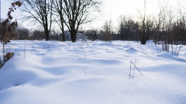 Güzel kış orman bir ağaçları ile beyaz bir karla kaplı.
