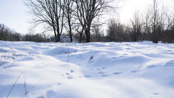 Güzel kış orman bir ağaçları ile beyaz bir karla kaplı.