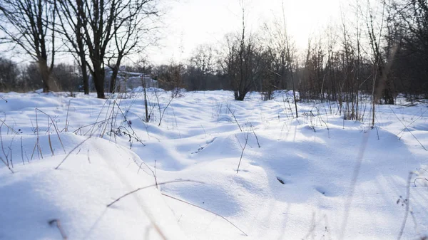 Güzel kış orman bir ağaçları ile beyaz bir karla kaplı.