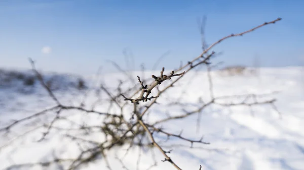Branches of the tree with a white snow on a background in winter. — Stock Photo, Image