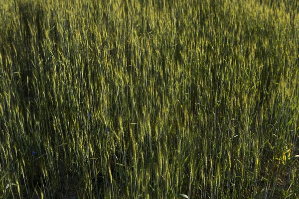 Campo de trigo verde joven. Trigo maduro de espigas. Agricultura. Producto natural. Paisaje agrícola. —  Fotos de Stock