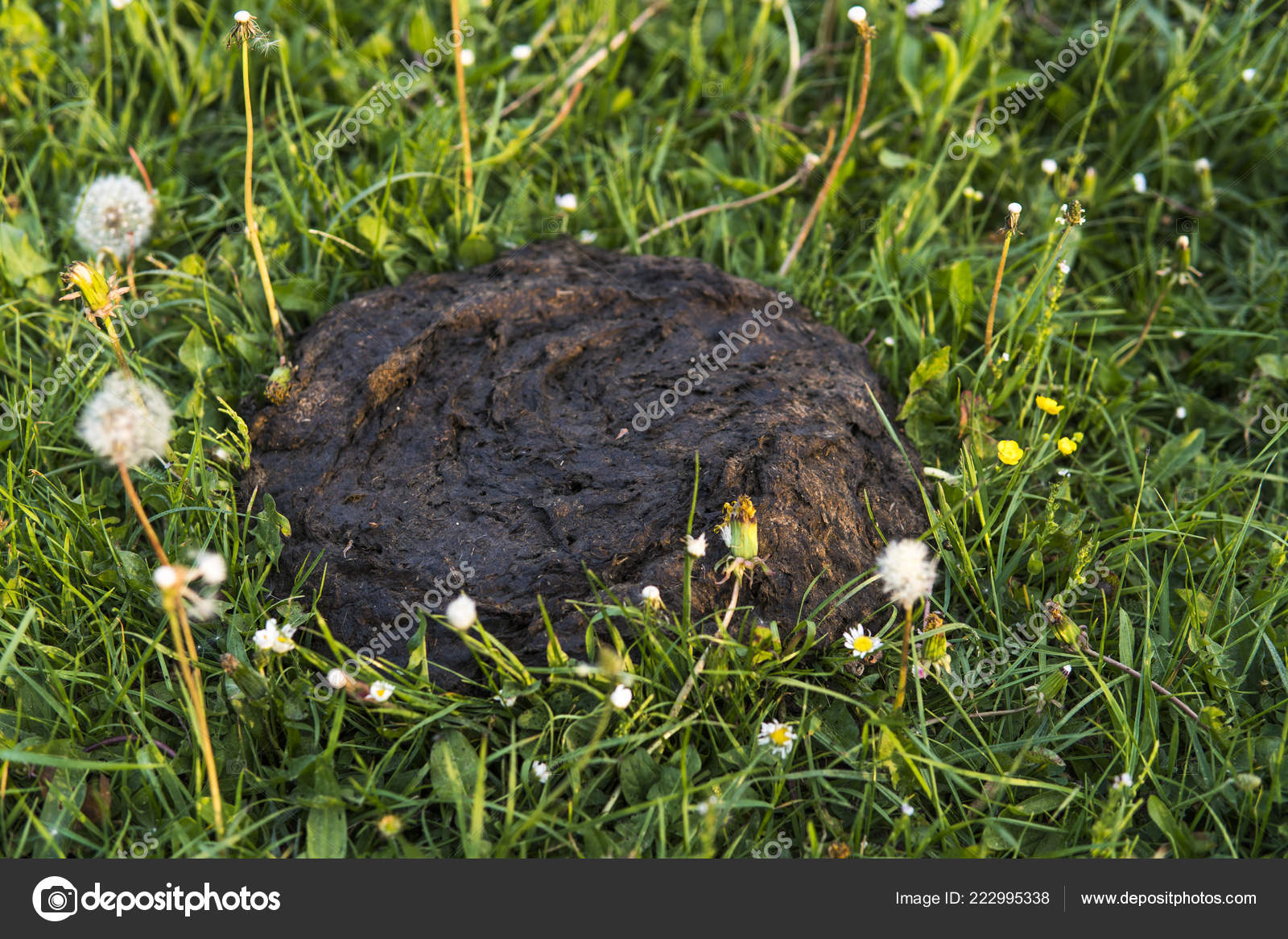 Dirty And Smelly Cow Shit In The Grass Cow Manure Stock Photo