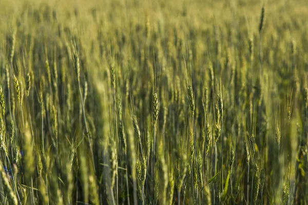 Young green wheat field. Ripening ears wheat. Agriculture. Natural product. Agricaltural landscape. — Stock Photo, Image