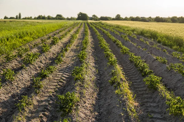 Campo Verde Colheitas Batata Sucessivamente Agricultura Crescimento Batata Produto Orgânico — Fotografia de Stock