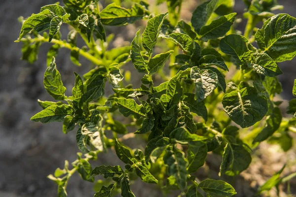 Junge Kartoffel auf Bodendecker. Pflanzen aus nächster Nähe. die grünen Triebe junger Kartoffelpflanzen, die im Frühjahr aus dem Lehm sprießen. — Stockfoto