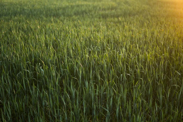 Campo agrícola de centeno que brota verde en la puesta del sol de primavera. Brotes de centeno . —  Fotos de Stock