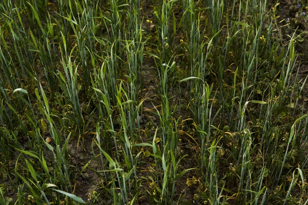 Campo agrícola de centeno brotado verde en primavera. Brotes de centeno . —  Fotos de Stock