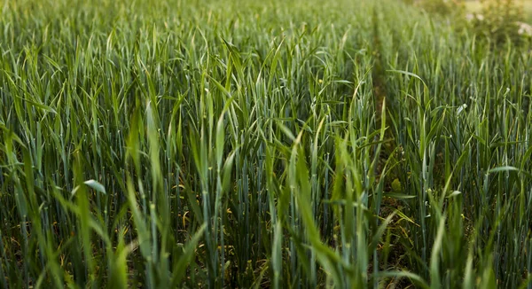 Csírázás rozs mezőgazdasági zöldmezős springs naplementében. Rozs hajtások. — Stock Fotó