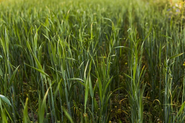 Verde germogliare segale campo agricolo in primavera tramonto. Germogli di segale . — Foto Stock