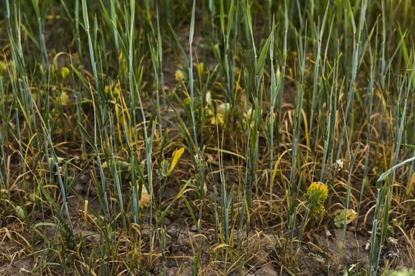 Campo agrícola de centeio brotando verde na primavera. Frutos de centeio . — Fotografia de Stock