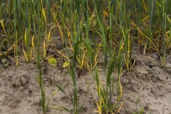 Germogli di segale verde provenienti dal campo agricolo del suolo in primavera . — Foto Stock