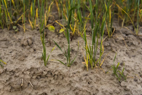 Brote verde de centeno procedente del campo agrícola del suelo en primavera . — Foto de Stock