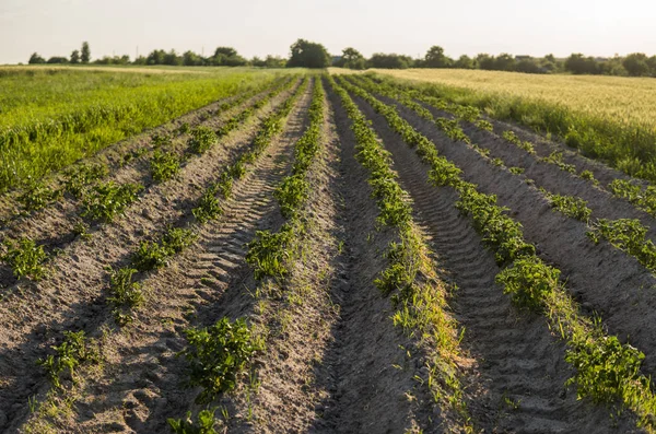 늘 어서 있는 감자 농작물의 푸른 밭. 농업. 감자를 키운다. 유기적 인 천연물. — 스톡 사진
