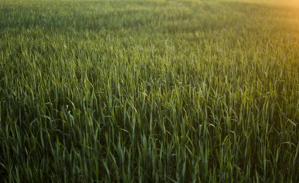 Campo agrícola de centeno que brota verde en la puesta del sol de primavera. Brotes de centeno . —  Fotos de Stock