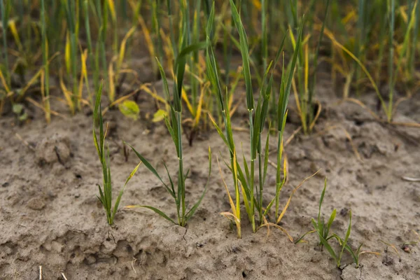 Brote verde de centeno procedente del campo agrícola del suelo en primavera . —  Fotos de Stock