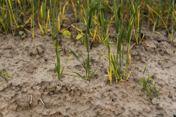 Brote verde de centeno procedente del campo agrícola del suelo en primavera . — Foto de Stock