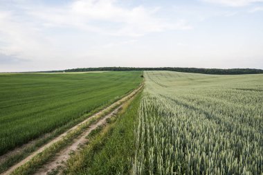 Boş yol genç yeşil buğday kulakları ve yulaf günbatımı gökyüzü akşam ile güzel bir alanda. Olgunlaşma kulakları buğday. Tarım. Doğal ürün.