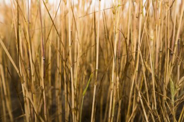 Sarı buğday bir alan üzerinde. Olgunlaşma kulakları buğday. Tarım. Doğal ürün.