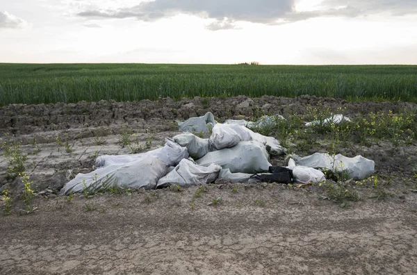 Illegal waste disposal. Pollution of the environment. Garbage in white packs was thrown among the fields with grain crops.