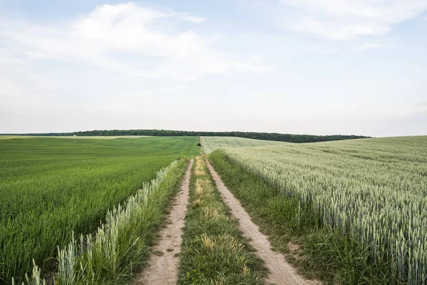 Prázdné silnice v uších mladé zelené pšenice a ovsa na Krásná louka s večerním západu slunce na obloze. Zrání uši pšenice. Zemědělství. Přírodní produkt. — Stock fotografie