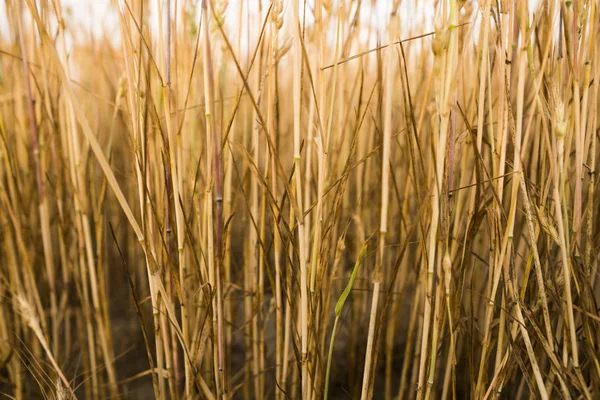 Желтая пшеница на поле. Созревает пшеница для ушей. Сельское хозяйство Естественный продукт . — стоковое фото