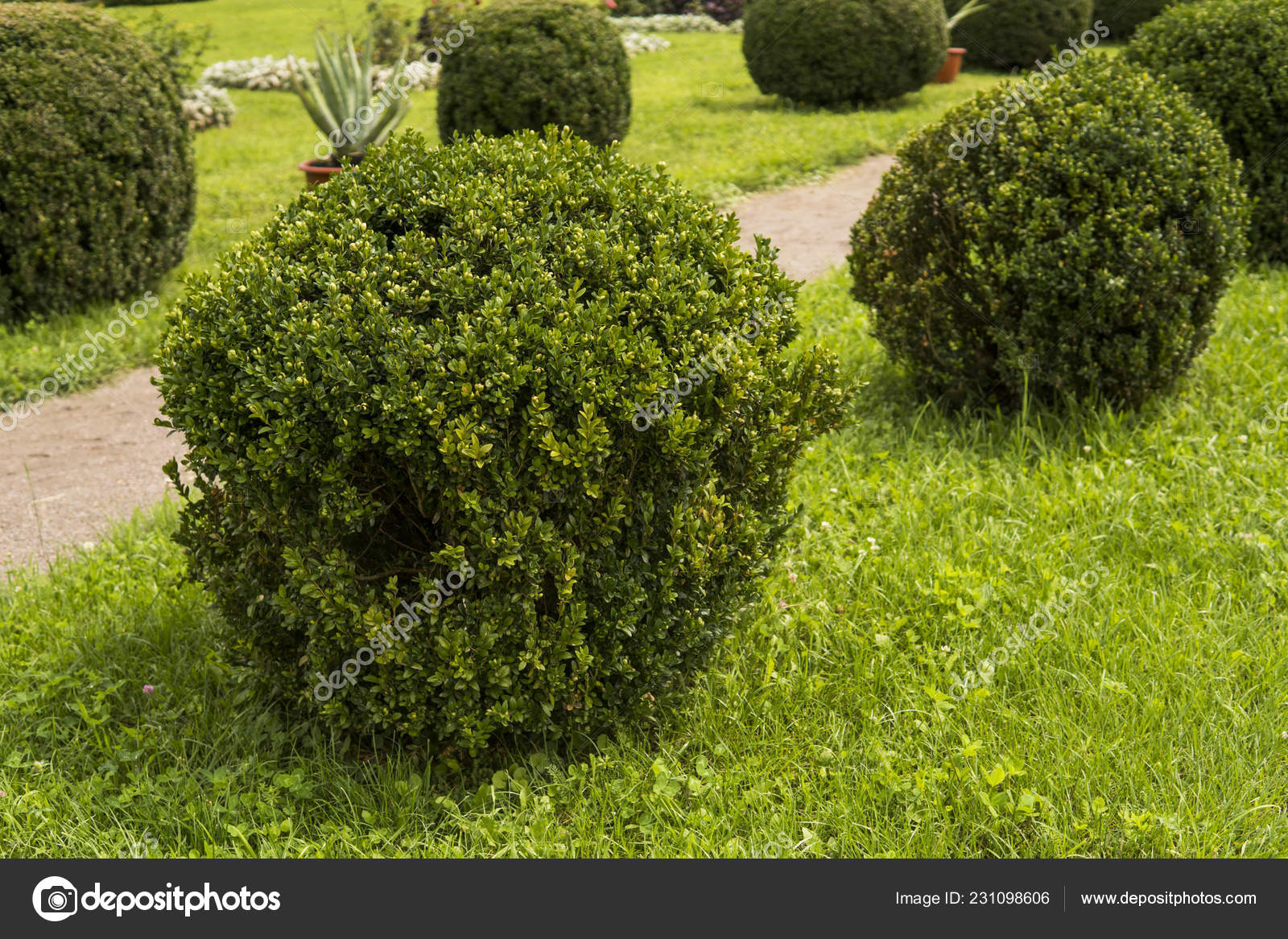 Garden With Shrubs Bush And Green Lawns Landscape Design Stock
