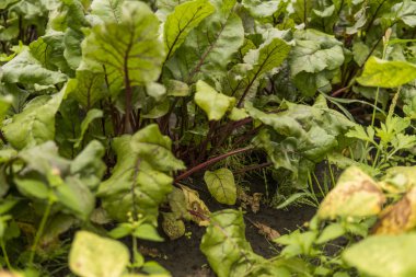 Bahçede büyüyen pancar yeşil yaprakları.