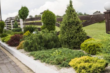 Bahçe küçük ağaç ve diğer bitkiler beyaz taşlarla. Bahçe dekorasyon.