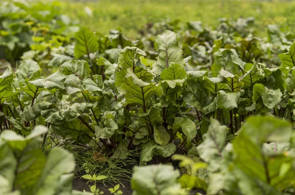 Rübengrüne Blätter wachsen im Garten. — Stockfoto