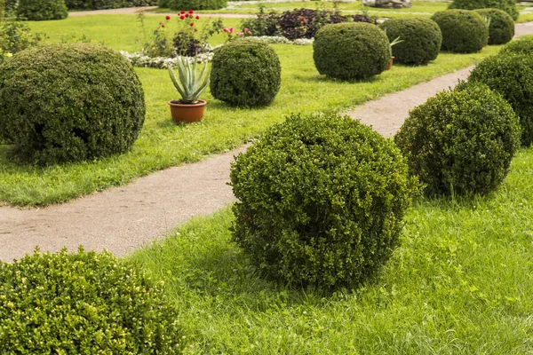 Trädgård med buskar bush och gröna gräsmattor, landskapsplanering. — Stockfoto