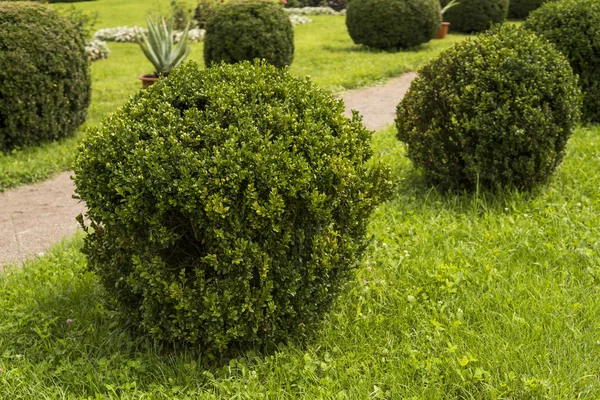Trädgård med buskar bush och gröna gräsmattor, landskapsplanering. — Stockfoto