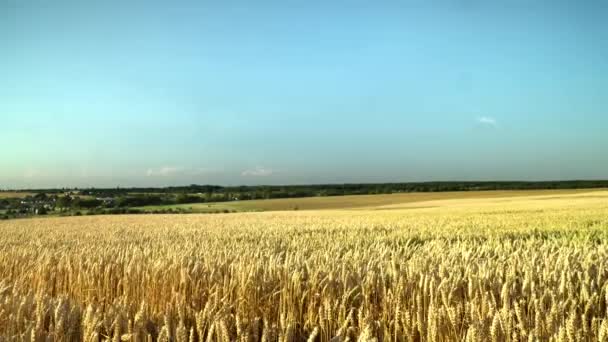 Campo di grano. Pere d'oro di grano sul campo. Sfondo di maturazione spighe di prato campo di grano. Ricco raccolto. Agricoltura di prodotti naturali . — Video Stock