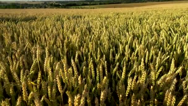 Pole pszenicy. Złote uszy pszenicy na boisku. Tło dojrzewania uszu pola pszenicy łące. Bogate zbiory. Rolnictwo produktów naturalnych. — Wideo stockowe